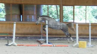 Saut d'obstacles en liberté avec un jeune cheval de 3 ans