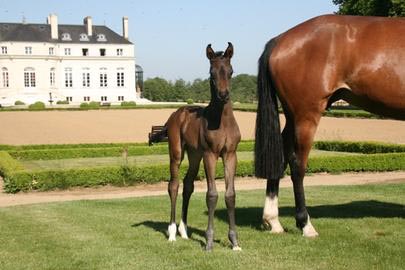 haras-de-hus