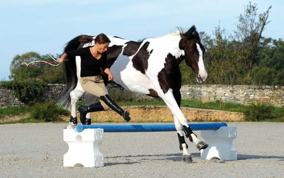 Equipement cheval au travail : matériel chevaux