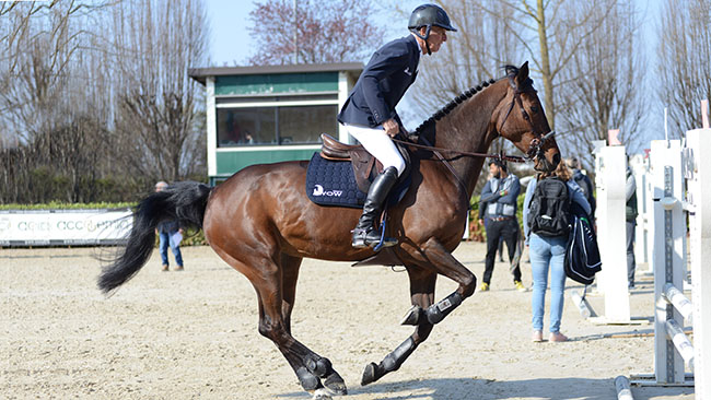 Paddock concours