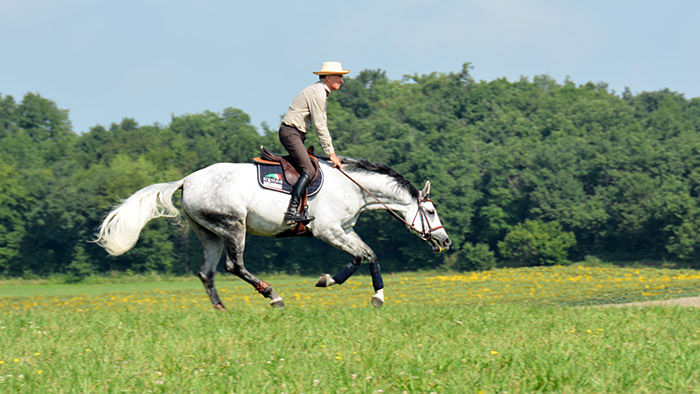 Le galop en extension d'encolure Michel Robert