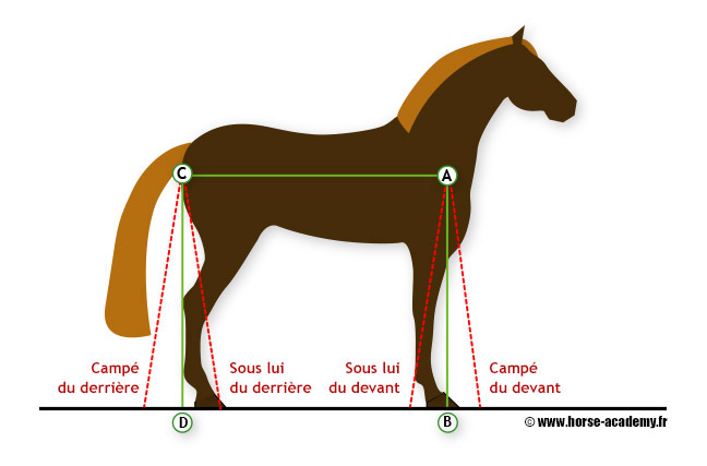 Quiz Galop 3 (Le membre antérieur) - Equitation