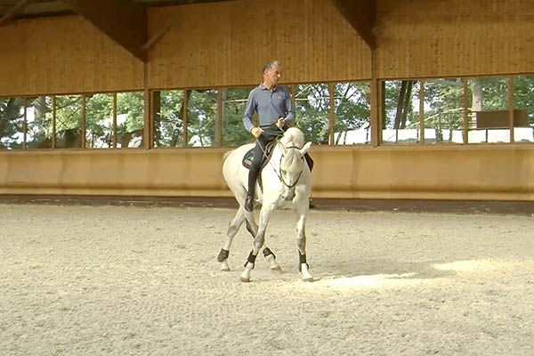 Cours de dressage en ligne