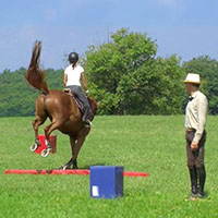 Cours d'équitation en ligne Horse Academy