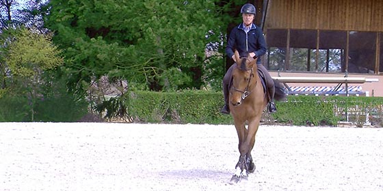 déplacements latéraux cheval