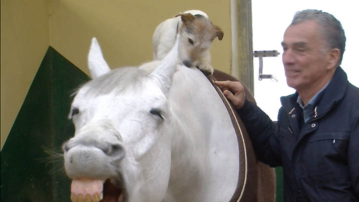 Bêtisier cheval horse academy