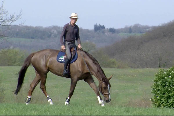 Mise en condition et musculation du cheval