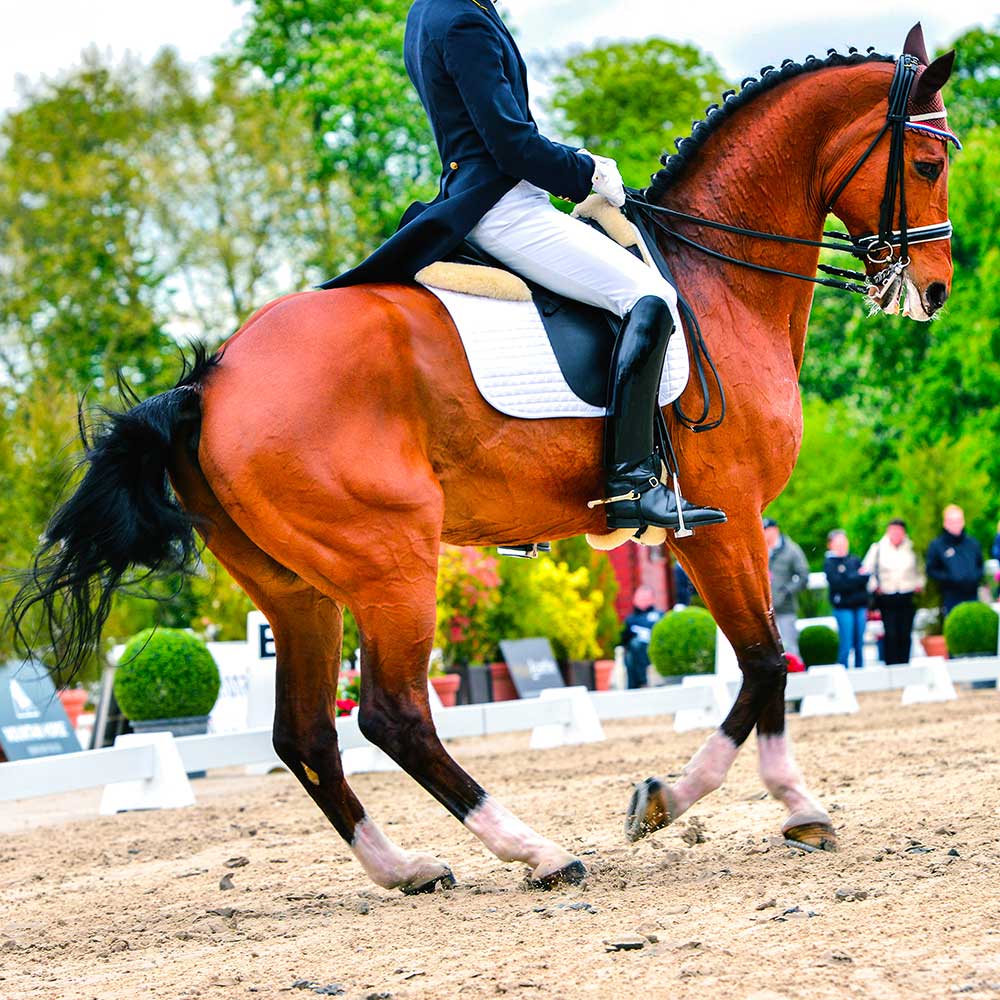 La pirouette au galop