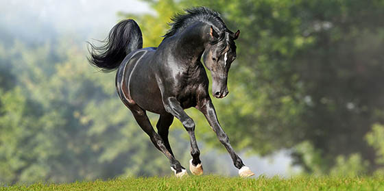 Musculation du cheval