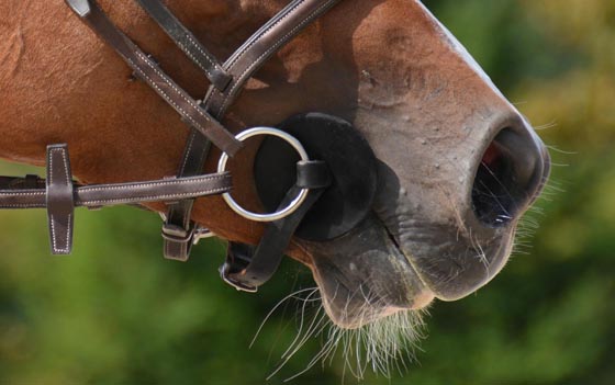 Étrille Flex3 à dos flexible pour chevaux et poneys