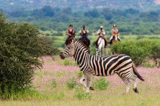 Safari & coaching au Botswana avec Michel Robert