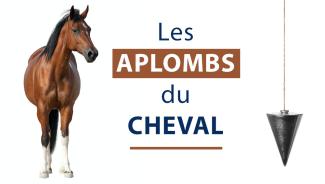 Les aplombs du cheval