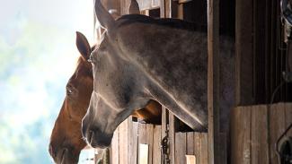 Le bien-être du cheval en période de baisse d'activité