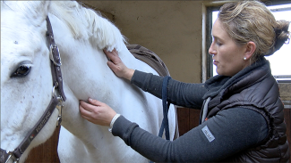 Conseils Massage cheval horse academy