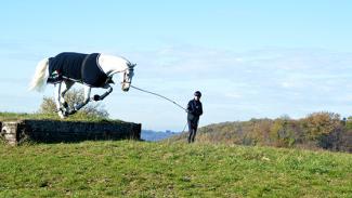 Comment préserver les articulations du cheval