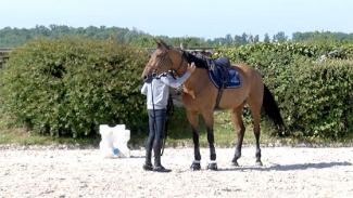 Composer dans la bienveillance avec les forces et faiblesses du cheval