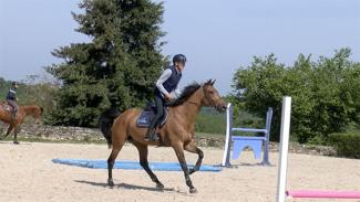 Sérénité du cheval à l'abord des obstacles