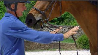 Apprentissage du reculer chez un jeune cheval