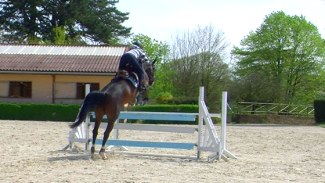 Rectitude du cheval sur une ligne d’obstacles