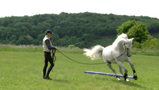 Détente en longe et amélioration de la compréhension avec le cheval