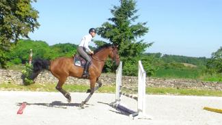 Stimuler l'attention et les facultés mentales du cheval à l’obstacle – 2 ème partie