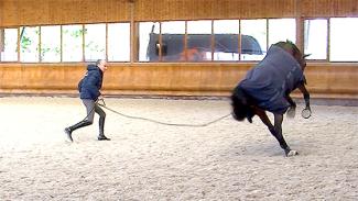 Améliorer le contrôle et la communication avec le cheval en longe