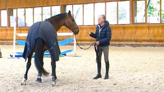 Améliorer le contrôle et la communication avec le cheval en longe
