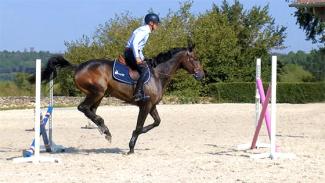 Equilibre du jeune cheval et amélioration de sa qualité de saut