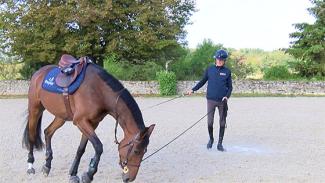 Détente en longe d’un jeune cheval de 5 ans