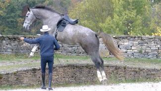 Éducation d’un jeune cheval avant le débourrage