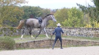 Éducation d’un jeune cheval avant le débourrage