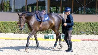 Education et débourrage du jeune cheval