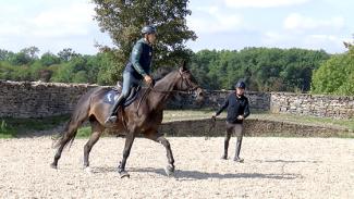 Prévenir les défenses et réinstaller les bonnes habitudes chez le cheval