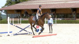 Education du jeune cheval à l'obstacle . Vidéo 1