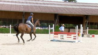 Education du jeune cheval à l'obstacle . Vidéo 2