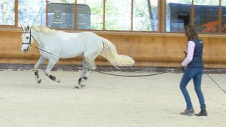 Optimisez la locomotion et les performances de votre cheval . Video 2