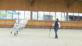 Optimisez la locomotion et les performances de votre cheval . Video 4