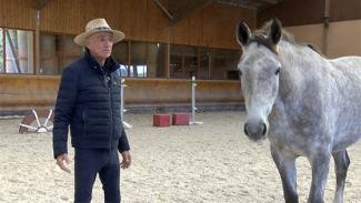 Saut d'obstacles en liberté avec un jeune cheval de 3 ans