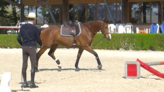 Position du cavalier et connexion avec le cheval