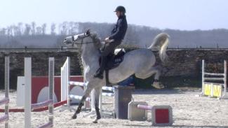 Composer avec les agitations du jeune cheval