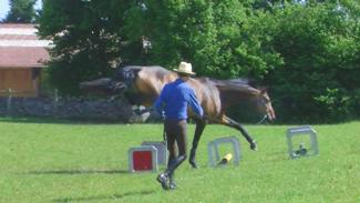 Stimuler la coordination des mouvements et l’équilibre du cheval