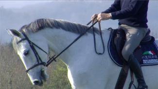 Connecter le cheval entre jambes et mains