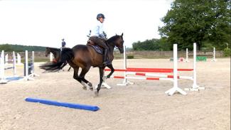 Le programme de travail du cheval d'obstacle : comment concilier performance et bien-être