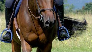 Position des pieds du cavalier et harmonie avec le cheval