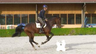 Abord et variations d'amplitude au galop