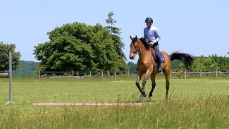 Travail de préparation à l’obstacle avec un jeune cheval