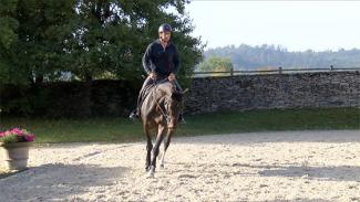 Améliorer la locomotion du cheval sur des barres au sol