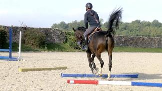 Améliorer la locomotion du cheval sur des barres au sol