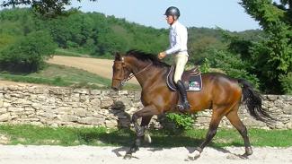 Position du cavalier et harmonie avec le cheval