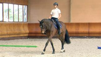 Exercice de dressage et d'assouplissement sur des barres au sol